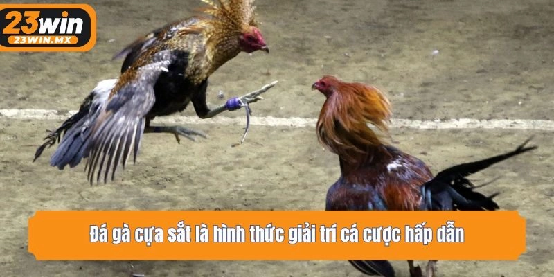 Đá gà cựa sắt là hình thức giải trí cá cược hấp dẫn