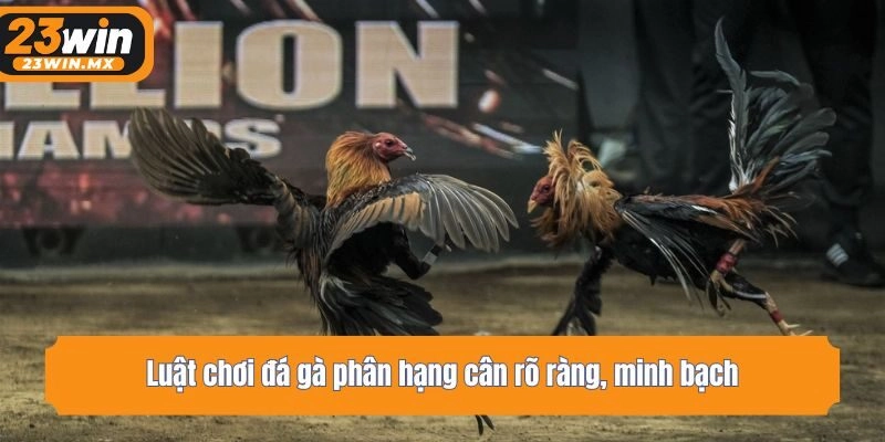 Luật chơi đá gà phân hạng cân rõ ràng, minh bạch