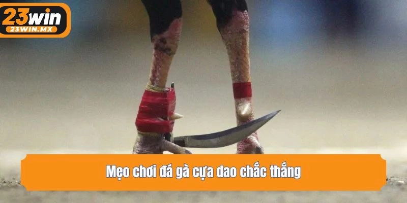 Mẹo chơi đá gà cựa dao chắc thắng